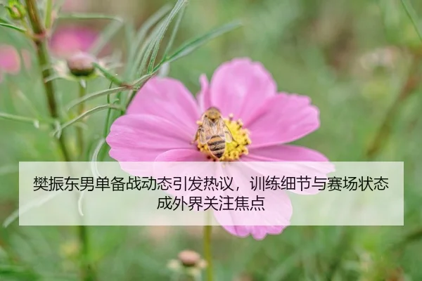 樊振东男单备战动态引发热议，训练细节与赛场状态成外界关注焦点